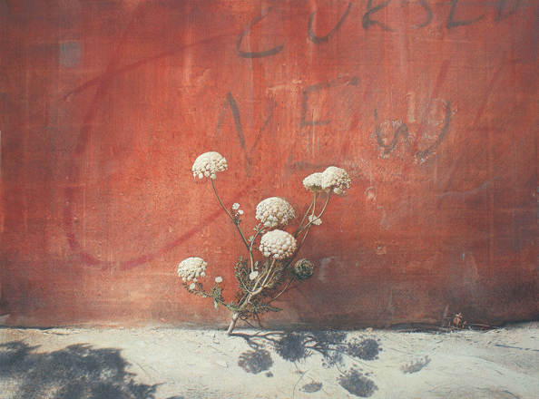 Fiori e arena - tempera, cm 150x110, 2010