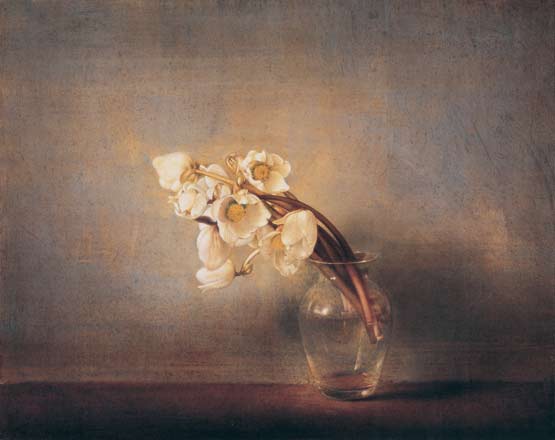 Ellebori - tempera, cm 50x40, 2004